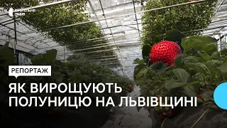 Достигла на 20 днів раніше: як подружжя вирощує полуницю на крафтовому господарстві Львівщини