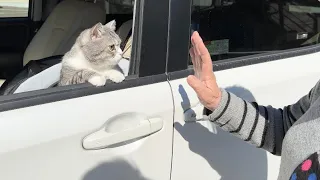 ２週間一緒に過ごしたばあばとお別れの瞬間、猫がこうなっちゃいました…