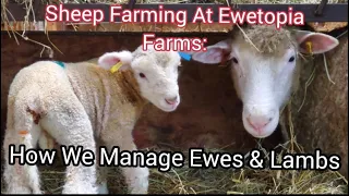 Sheep Farming At Ewetopia Farms: How We Manage Ewes & Lambs/vlog0002 2022