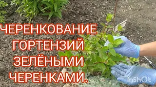 ГОРТЕНЗИЯ МЕТЕЛЬЧАТАЯ, ЧЕРЕНКОВАНИЕ ЗЕЛЁНЫМИ ЧЕРЕНКАМИ.