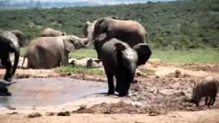 Baby Elephants Vs. Warthog