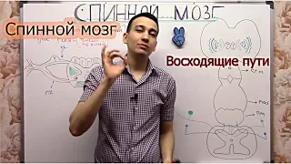 Спинной мозг - восходящие тракты