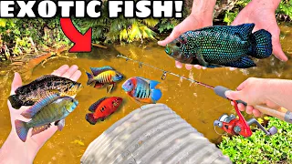 CATCHING EXOTIC FISH USING *MINI ROD* In TINY CREEK!! (NEW PETS)