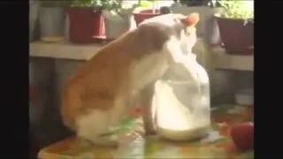 Funny Cat Videos Compilation | October 2013 | PART 6