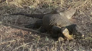 Mating MONITOR LIZARDS!