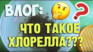 ЧТО ТАКОЕ ХЛОРЕЛЛА