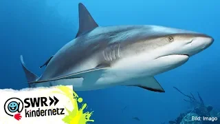 Wie gefährlich sind Haie? | OLI's Wilde Welt | SWR Kindernetz