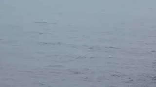 Dolphins in Bay of Biscay