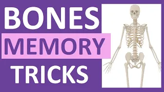 How to Learn the Human Bones | Tips to Memorize the Skeletal Bones Anatomy & Physiology