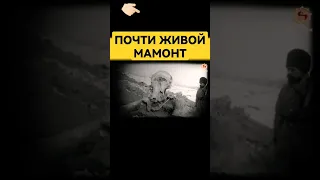 👉🏻 Найден почти живой мамонт. #сундаков #археолог #археология #загадкиистории