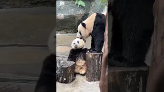 渝可：今天妈妈变了，有点不适应！ #panda #大熊貓