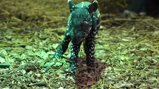 Birth of a baby tapir at the Cerza zoo