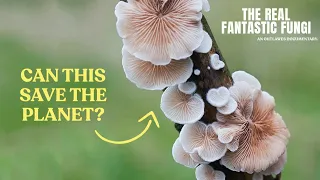 Plastic Eating Mushrooms | A fantastic fungi solution to Earth’s waste?
