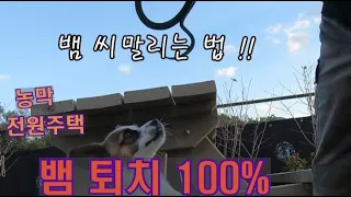 전원주택,농막 뱀퇴치 하는법 ! 뱀이 씨가 말랐다 !