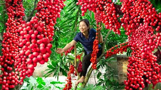 Harvesting Red Burmese Grape (Rare Fruit), Making sweet and sour fried ribs Goes to the market sell