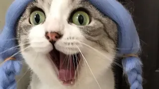 😂 Funniest Cats and Dogs Videos 😺🐶 || 🥰😹 Hilarious Animal Compilation №206