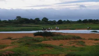 Chad: 11 dead in clashes between farmers, herders