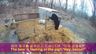 Ep.146 곰이나 사람이나 거기는 많이 아프다!!!, 무술배운곰, 곰과 돼지 대결 bear wire, bear pigs