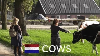 Dutch cows