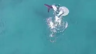 Большая белая четырех метровая акула около австралийского пляжа