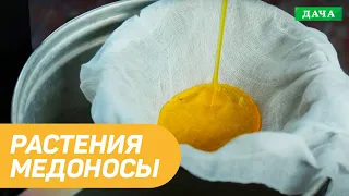 Какие медоносы посадить на пасеке? Растения Медоносы для хорошего урожая меда.