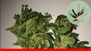 Mazar Kush - All About This Strain