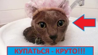 #ПРИКОЛЫ.ТЕСТ НА ПСИХИКУ.ВЫПУСК №8. КОШКИ ЛЮБЯТ КУПАТЬСЯ! ЗАСМЕЕШЬСЯ? ПРОВЕРЬ!#