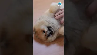 🤣See what happened next | cute and funny dog video compilation | cute Pomeranian _59 #shorts