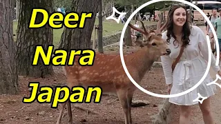 Everyone interacts with deer in Nara Park. Tobihino. Todaiji