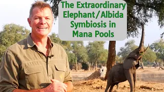 The Extraordinary Elephant/Albida Symbiosis in Mana Pools
