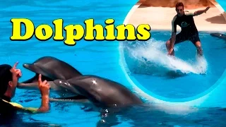 WHAT CAN DOLPHINS DO?! SHOCKED! Amazing Dolphin Show (Loro Parque)