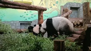 Мы С МусЕй ниГде нЕ проПадëМ МоскОвсКий зооПарк🐼👀🔥👍🤣DinDin anD baBy Moscow zoo🐼👀🔥👍🤣