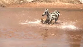 Leopard Attacks baby Zebra as Mother Tries to Help