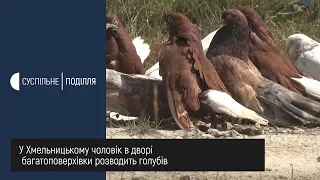 50 миколаївських голубів живе у Андрія Барановського у голубнику поряд з багатоповерхівкою