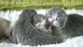 Британские котята в возрасте 1 неделя (Litter- S2)