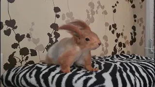 Как белка реагирует на фен...!? 😳🤭 How does a squirrel react to a hairdryer