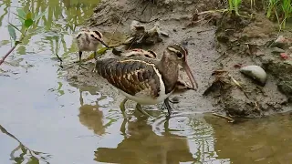 彩鷸親子覓食（Rostratula benghalensis）