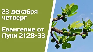 Евангелие дня 23 декабря 2021 с толкованием, четверг. От Луки 21:28-33