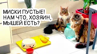 Бойкая мышь кота Арчи. Операция по спасению!