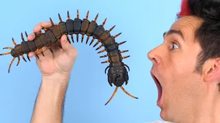 Giant Centipede Bug!