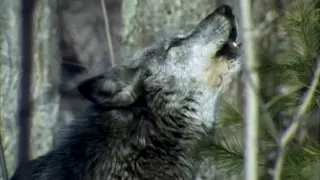 Волк - Волчья доля