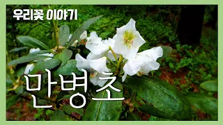 [우리꽃 이야기. 34]  만병초