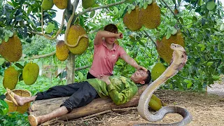 Harvesting Jack Fruit Garden , Chicken Go to Market to Sell - Dad's Bad Day With Big Snake