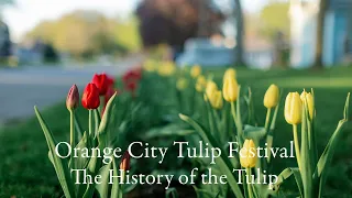Orange City Tulip Festival: The History of the Tulip