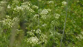 What you need to know about poison hemlock