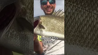 It's a GIANT SEA BASS!!! Mission to Central Italy pt.1 #fishing #shorts #bigfish #bassfishing