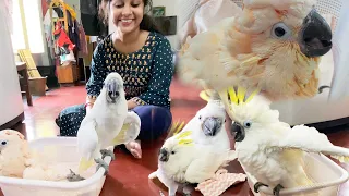 Aaj Piplu Ro pada Baby Cockatoo Dekhke | Moluccan Cockatoo | Greater Sulphur Crested Cockatoo