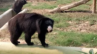 patna zoo bear