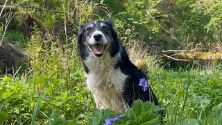 Walking Scottish forest with border collie Kate / Northern Lights