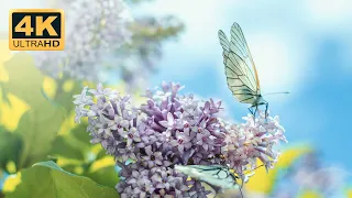 The Best Tropical Butterflies & Relaxing Music Video in 4k UHD TV Screensaver